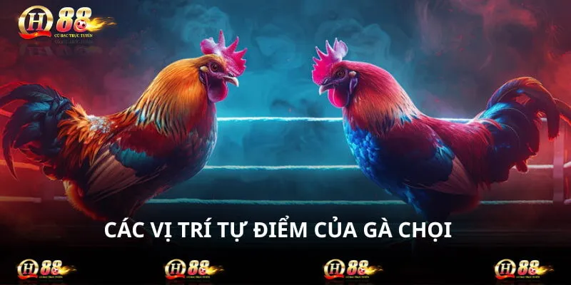 Những Trí Trí Tử Điểm Của Gà Chọi - 5 Vùng Nhạy Cảm Nhất